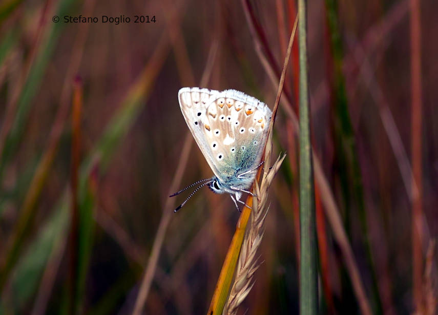 Polyommatus (Lysandra) coridon (da verificare)